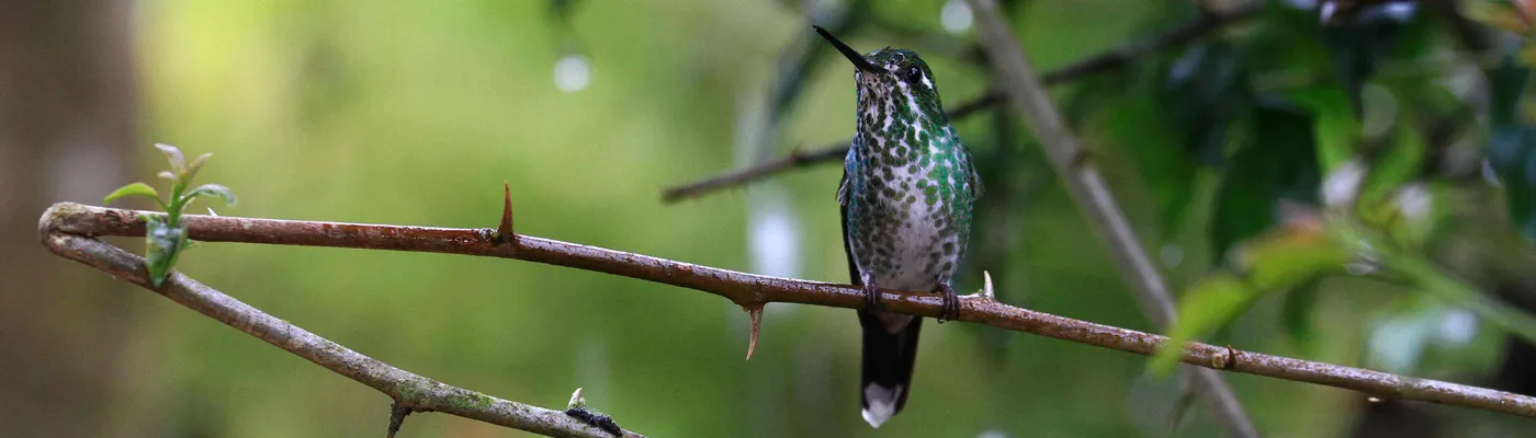 Ecuador Mindo Kolibri2