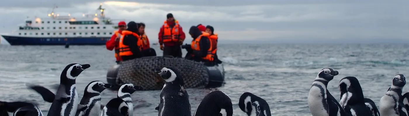 Chile Punta Arenas Kreuzfahrt Magellinpinguin