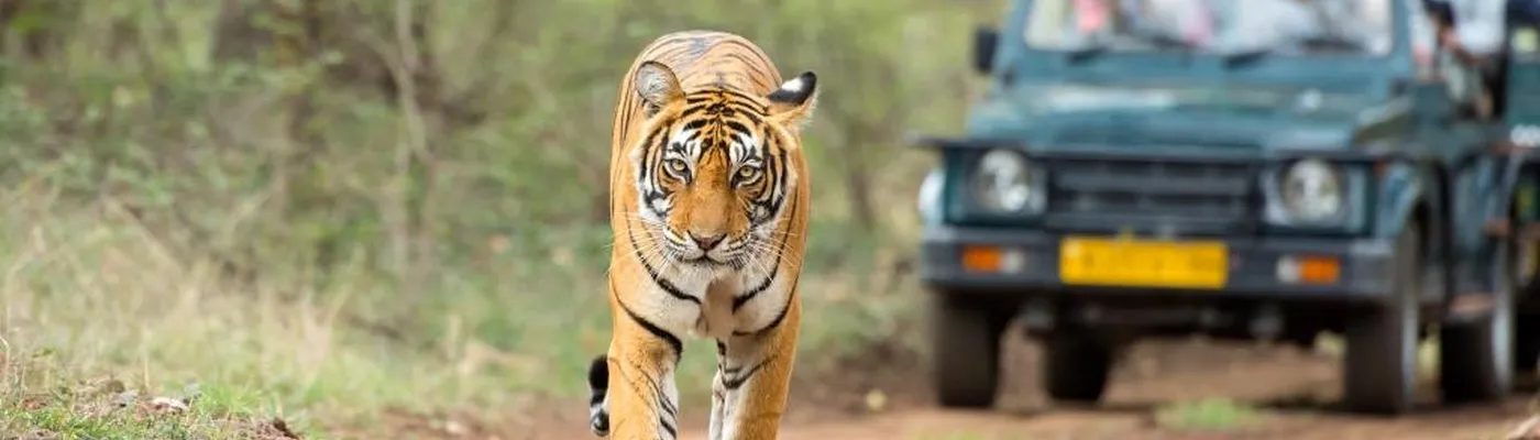 Indien Ranthambore Tiger Pirsch Raubkatze Safari