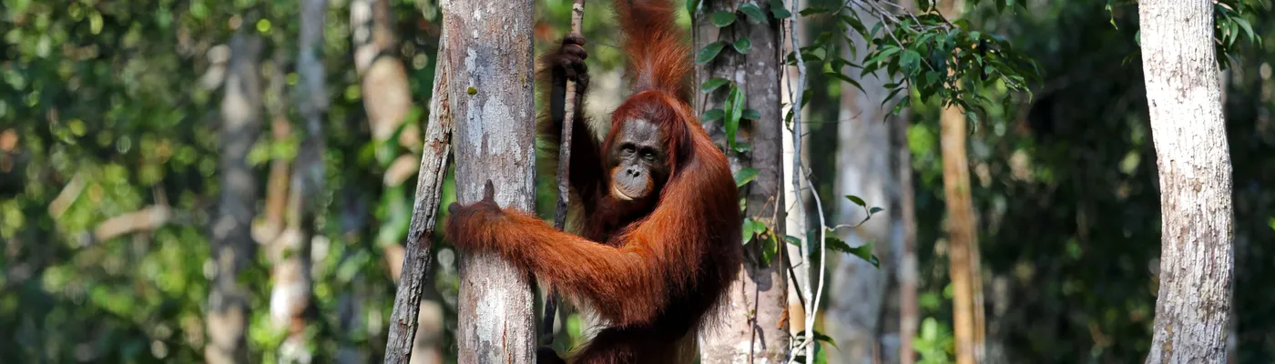 Indonesien Orang Utan