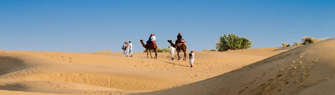 Indien_Thar Wüste_kamele