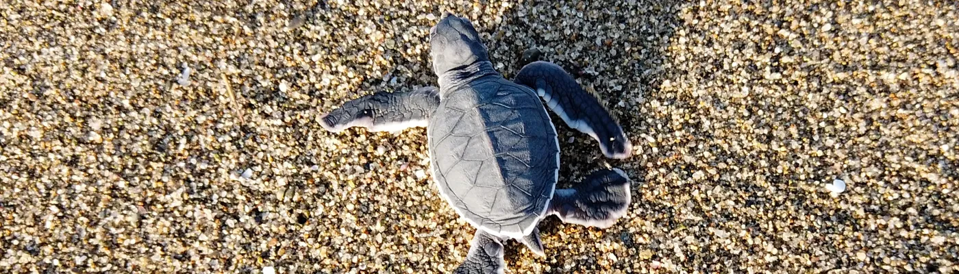 Indonesien_Sukamade_Schildkröte_Ingo