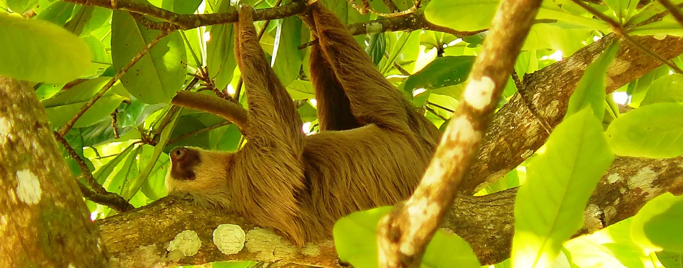 costa rica karibik faultier