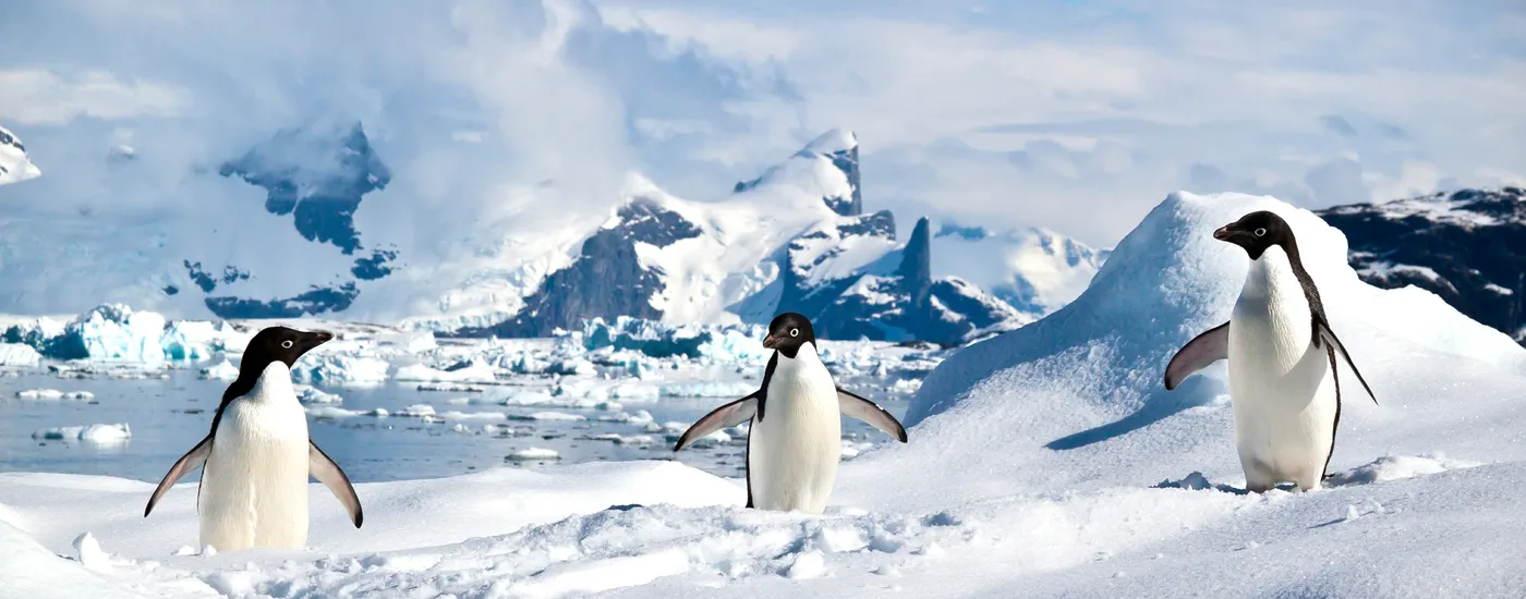 argentinien antarktis pinguine