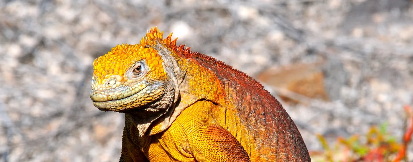 ecuador galapagos landleguan