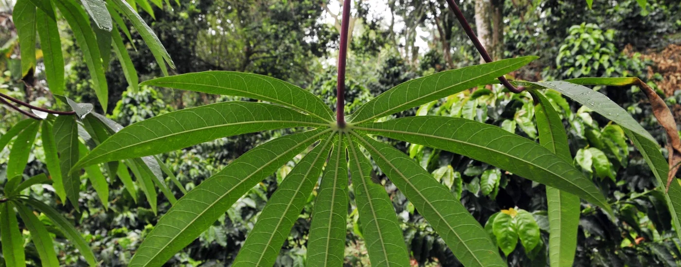 brasilien amazonas cassava blatt