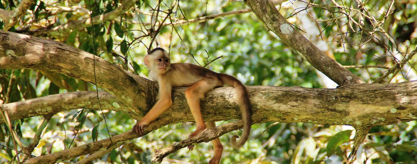 brasilien amazonas affe7