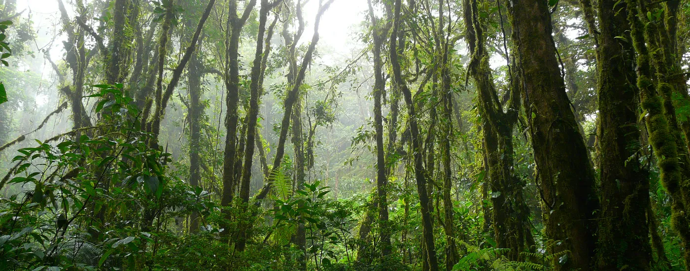 costa rica nebelwald