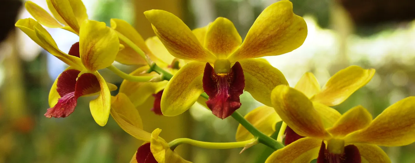 costarica orchideen gelb