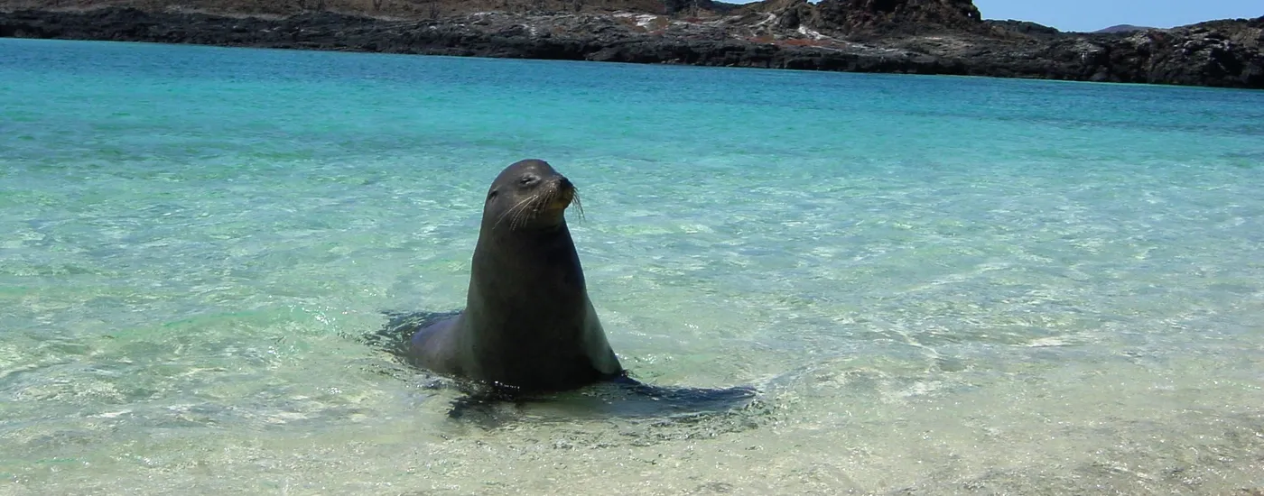 ecuador galapagos seelowen