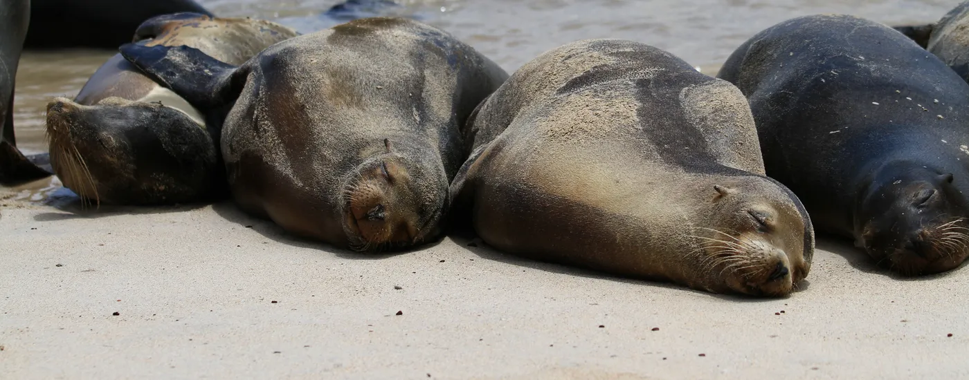 Schlafende Seelöwen auf den Galapagos-Inseln