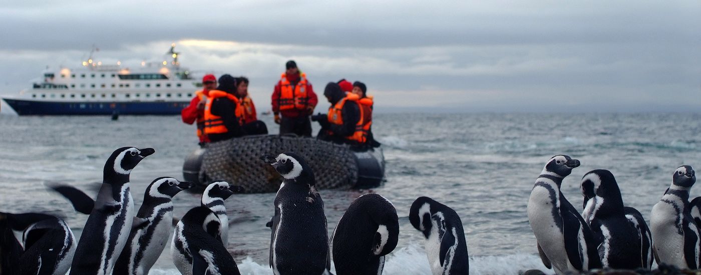Chile Punta Arenas Kreuzfahrt Magellinpinguin