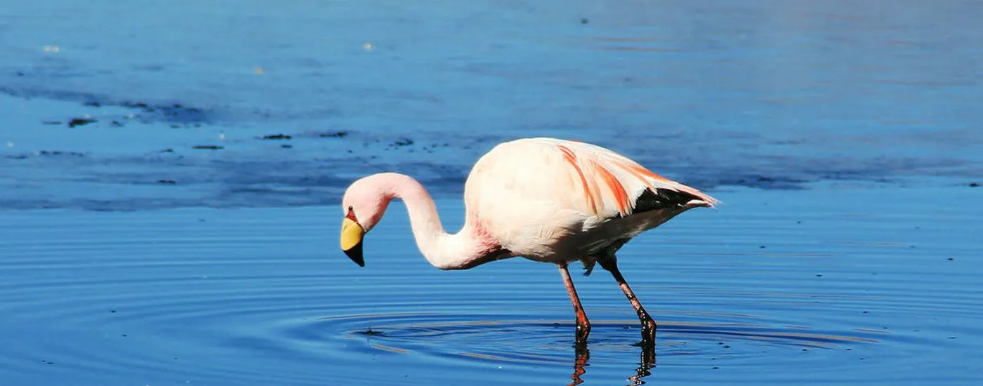 bolivien salar de uyuni flamingo 2