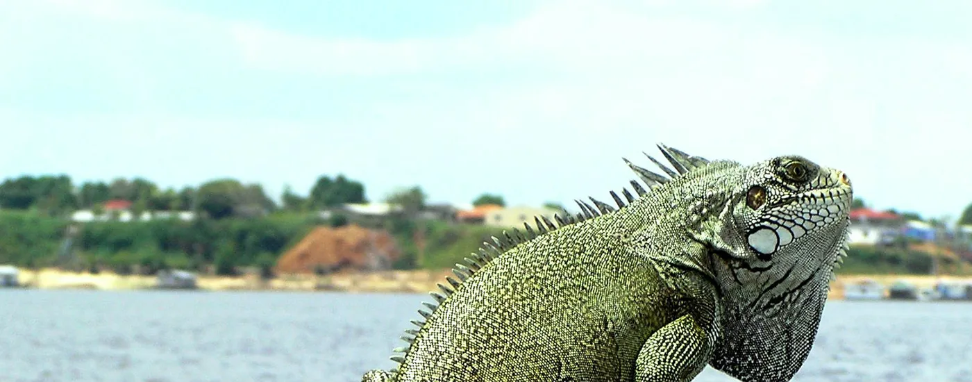 Brasilien Amazonas Leguan Aromabild