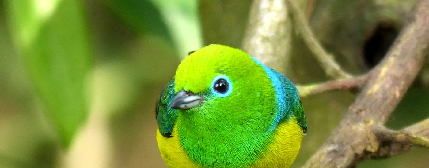 Brasilien Foz do Iguazu Vogel Aromabild