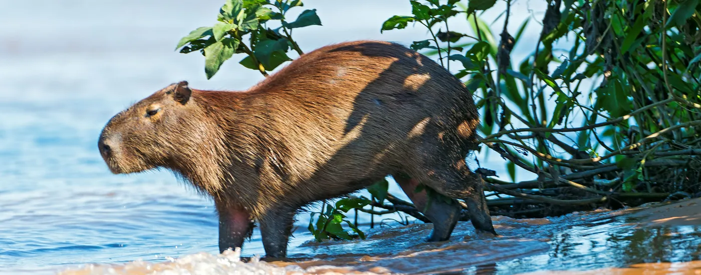 Brasilien pantanal capybara Aromabild