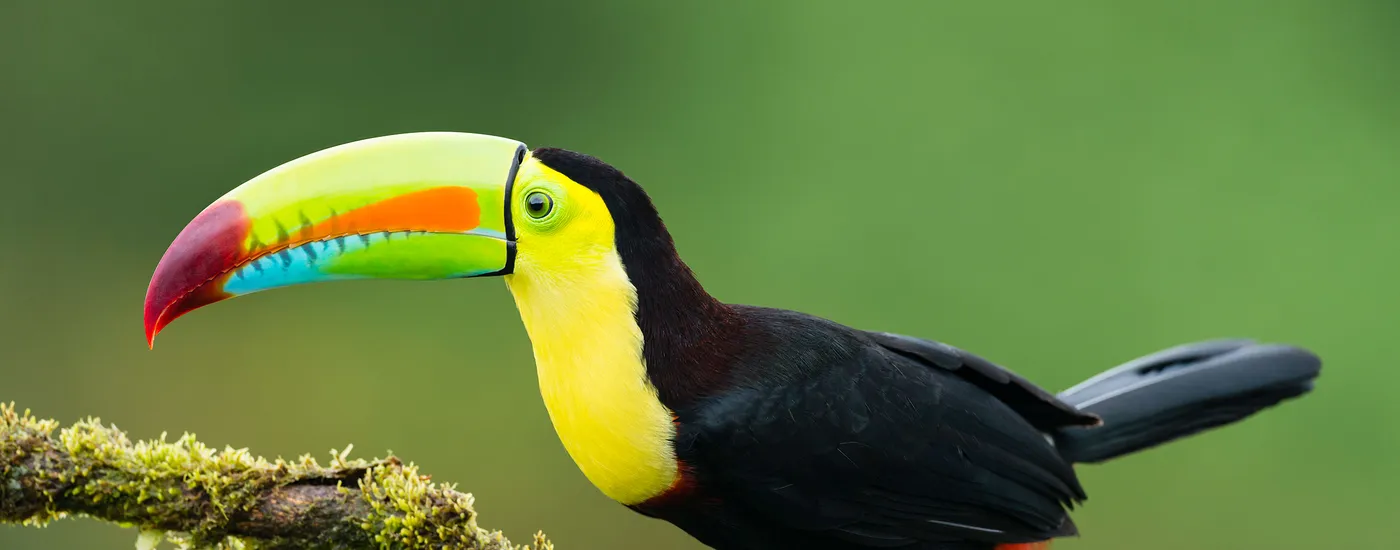 Costa Rica Naturjuwel3