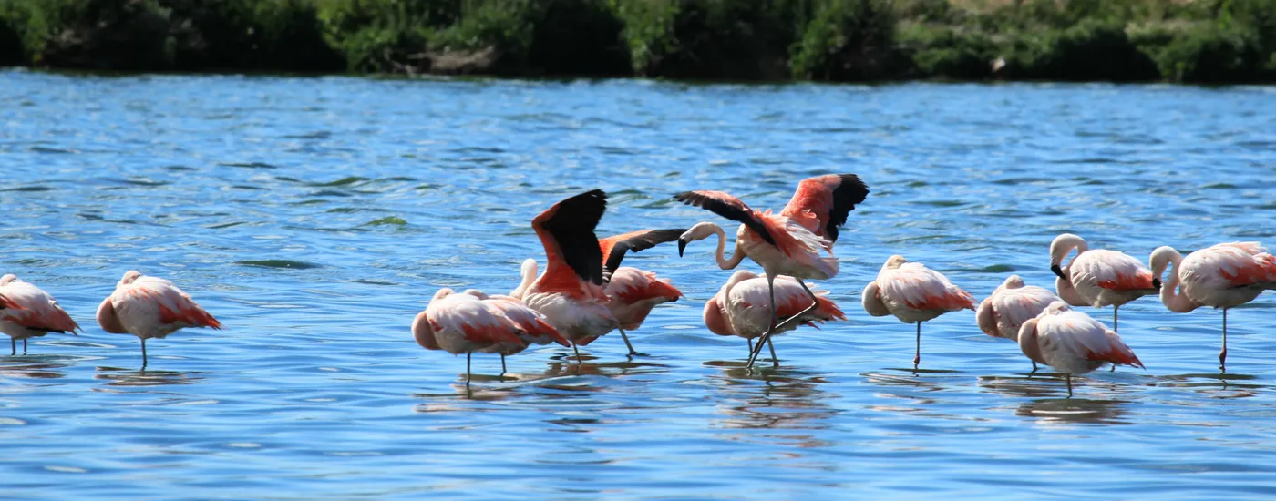 Argentinien El Calafate Laguna Nimez Flamingos