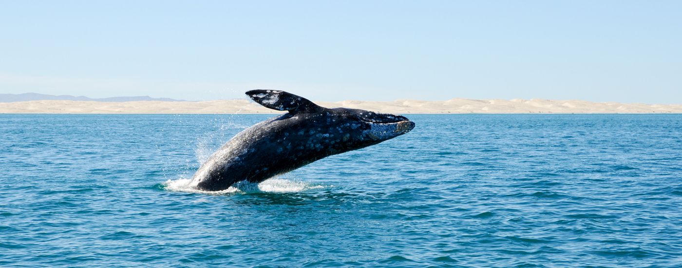 Mexiko Baja California Wal iStock 96781668