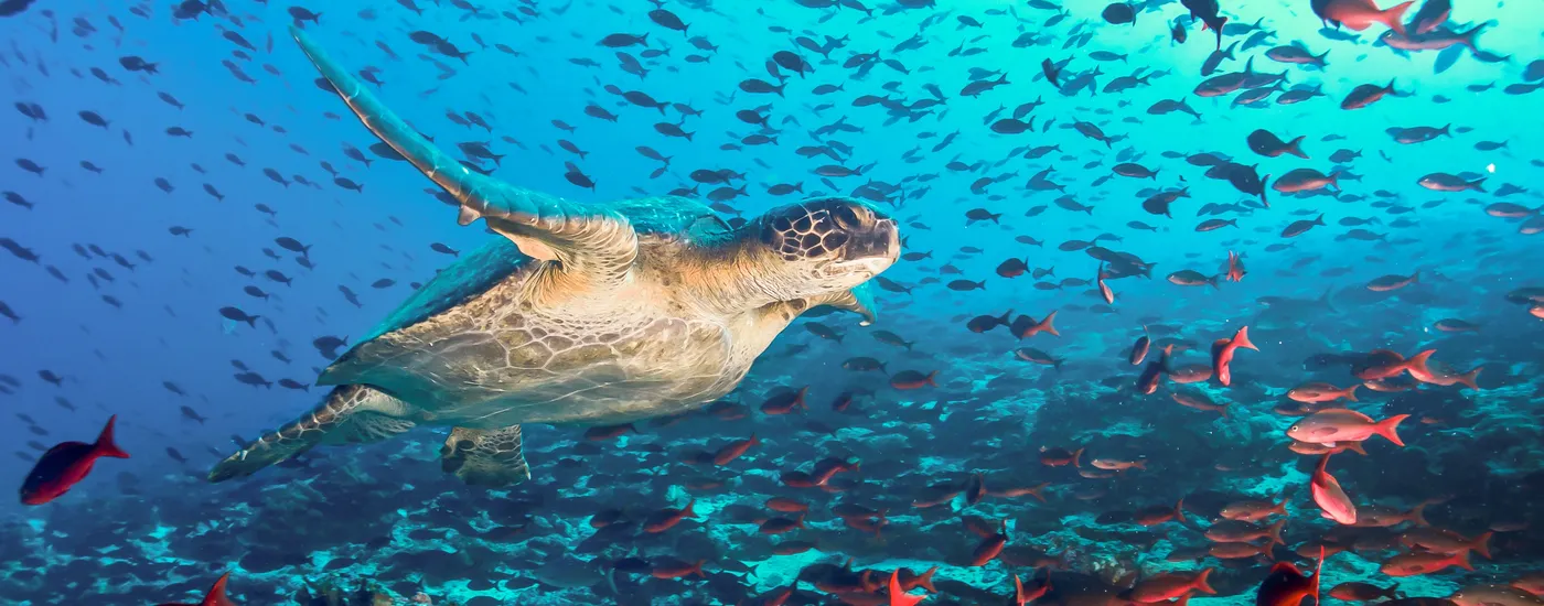 Ecuador Galapagos Tauchen Meeresschildkroete