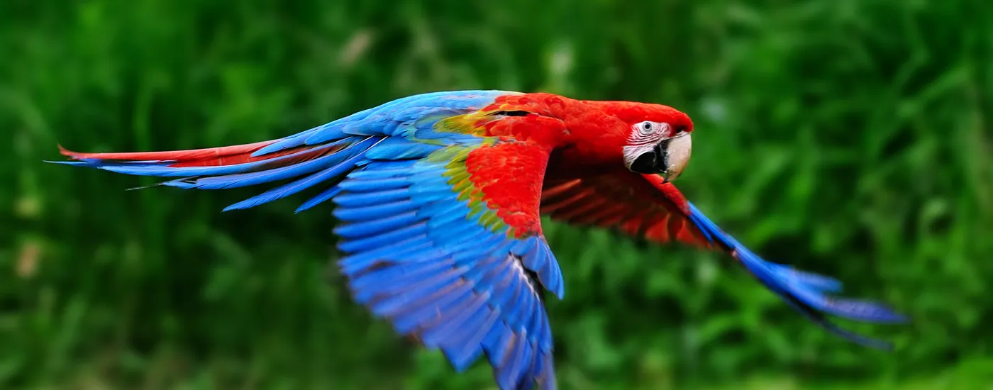 Costa Rica Ara iStock 628216656
