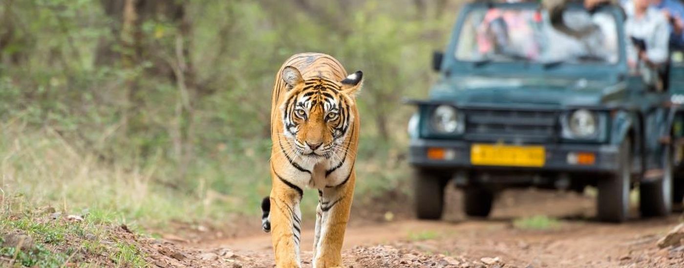 Indien Ranthambore Tiger Pirsch Raubkatze Safari
