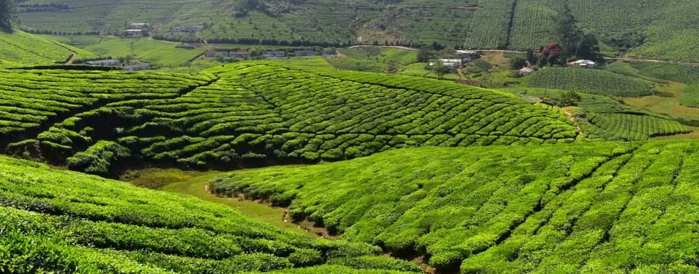 Indien Thekkady Gewuerzplantage Genuss Reise
