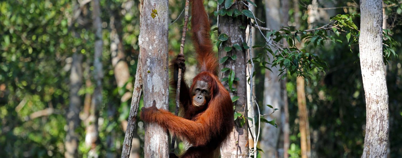 Indonesien Orang Utan