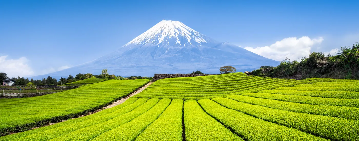 Japan Mount Fuji Reisfelder berg Himmel Grün