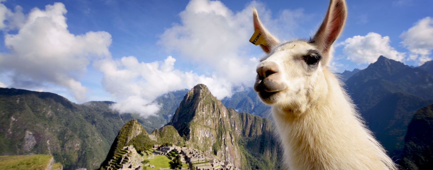 Peru Machu Picchu Lama AdobeStock 88954568
