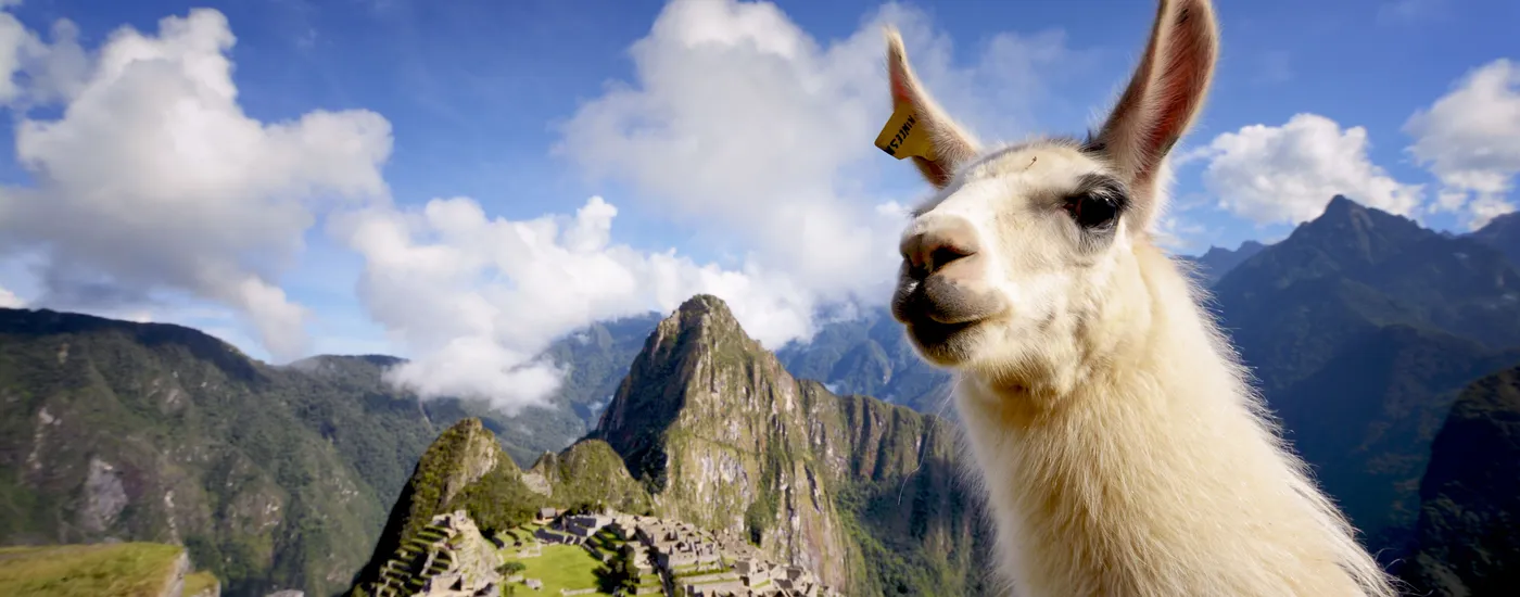 Peru Machu Picchu Lama AdobeStock 88954568