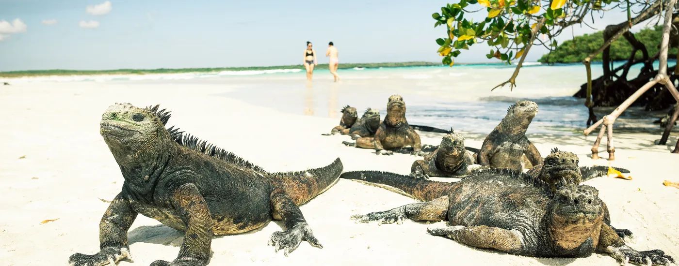 Ecuador Galapagos Iguanas am Strand AdobeStock 268902777