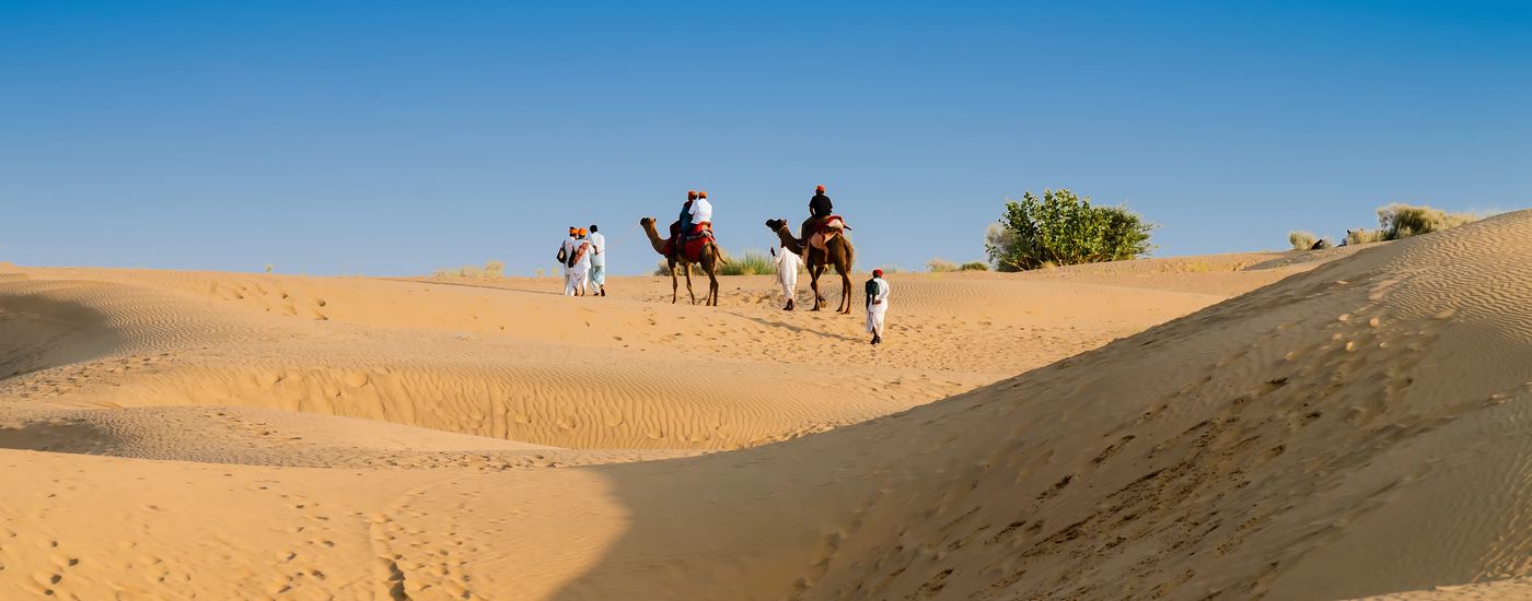 Indien_Thar Wüste_kamele