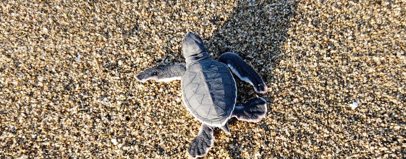 Indonesien_Sukamade_Schildkröte_Ingo