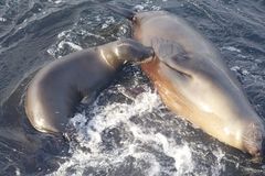 Bärbel Margarete Erna Goldschmidt