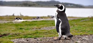 Patagoniens unendliche Weiten