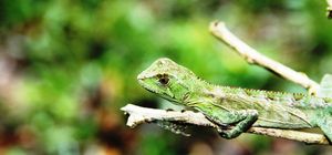 Naturparadiese Brasiliens