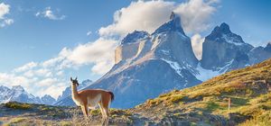 Wildes Patagonien