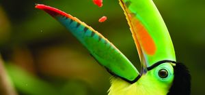 Paraíso Tropical