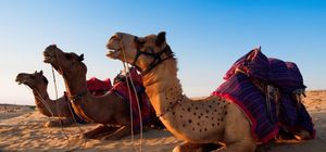 Paläste und Königsstädte in Rajasthan