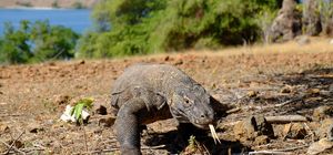 Drachen, Vulkane und die Insel der Götter