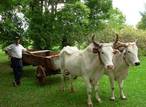 argentinien matefarm