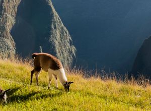 Peru Machu Picchu Lamas