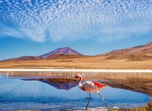 Bolivien Lagune Flamingo
