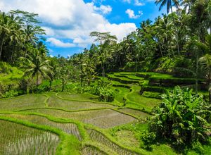 Indonesien-Bali-Tegallantang Reisterrassen