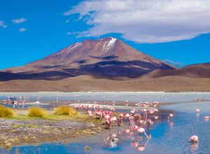 Bolivien - Uyuni - See mit Flamingos