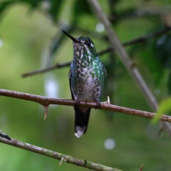 Ecuador Mindo Kolibri2