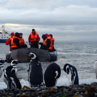 Chile Punta Arenas Kreuzfahrt Magellinpinguin