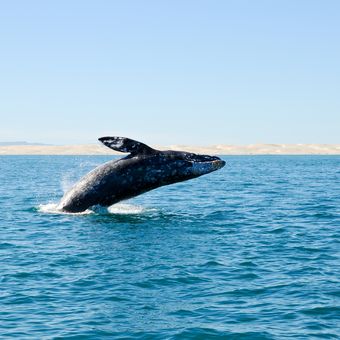 Mexiko Baja California Wal iStock 96781668