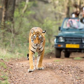 Indien Ranthambore Tiger Pirsch Raubkatze Safari